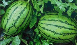 今日吃瓜怒江阿普生原版视频,揭秘吃瓜界的“瓜王”传奇